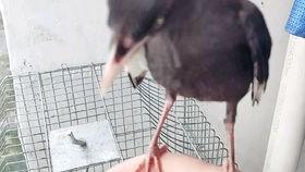 娱乐吃瓜小八哥是谁啊,网络红人的崛起之路